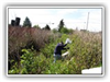 Man removing garbage from a stream bank