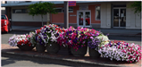 Potted Colorful Flowers in Front of a Bakery