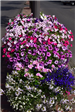 Pink, White, and Purple Flowers in a Flower Bed on a Street