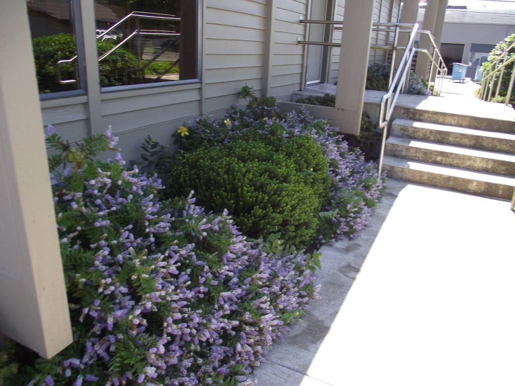 Bushes near a set of stairs with purple flowers