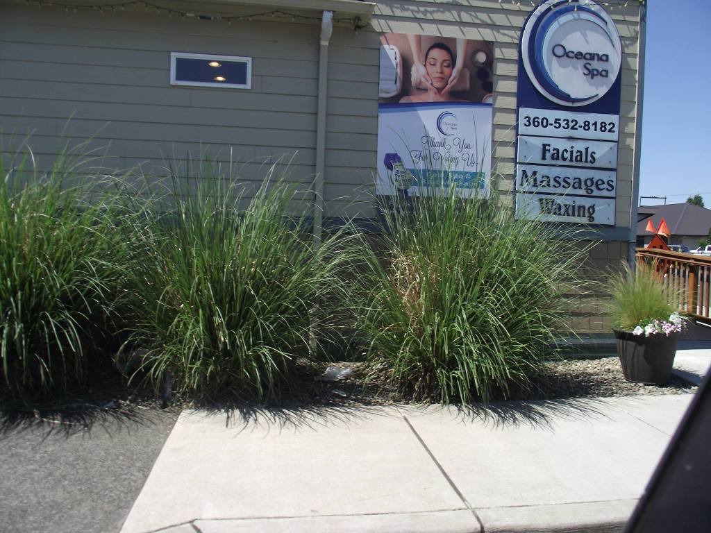 Large plants planted near Oceana Spa