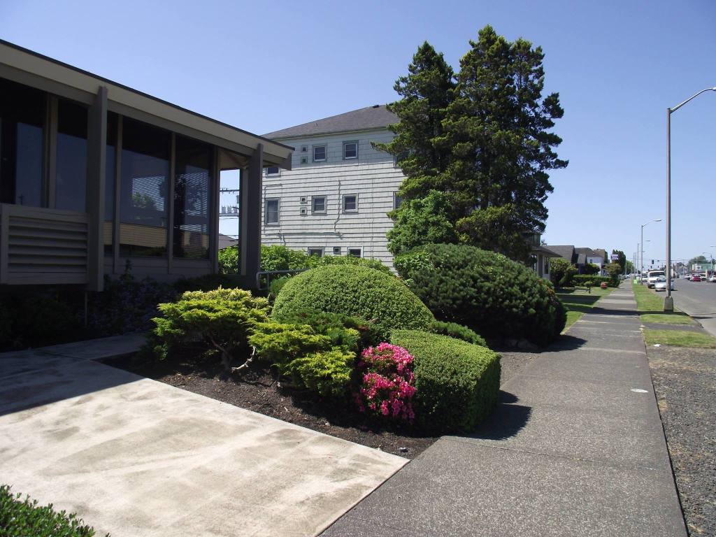 Green bushes and trees near sidewalk