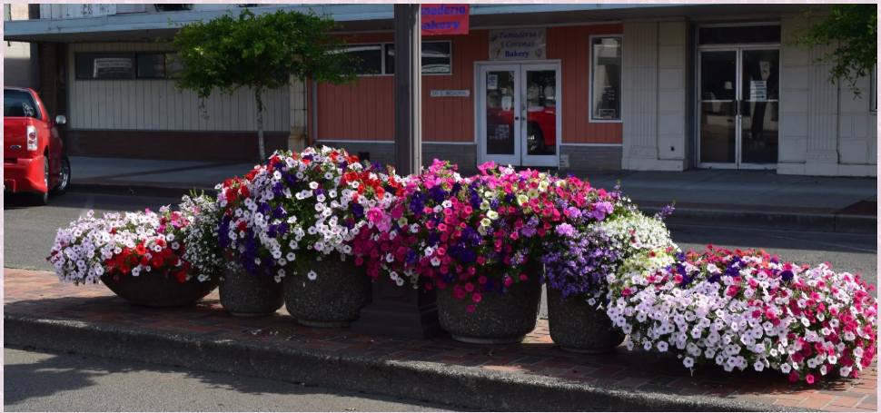 Potted Colorful Flowers in Front of a Bakery