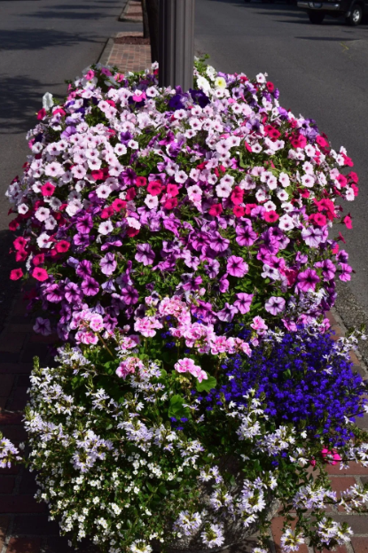 Pink, White, and Purple Flowers in a Flower Bed on a Street