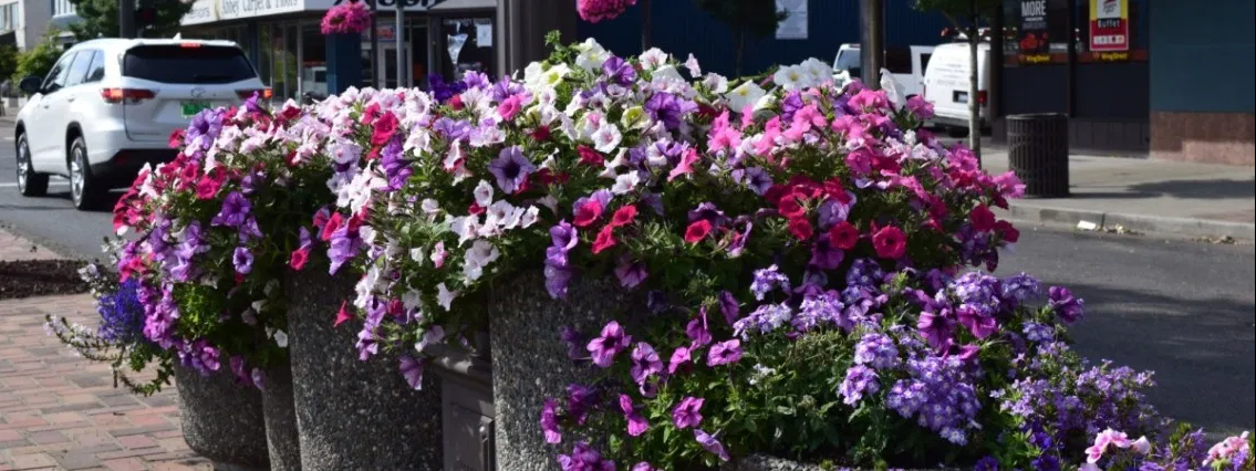 Close Up of Planted Colorful Flowers